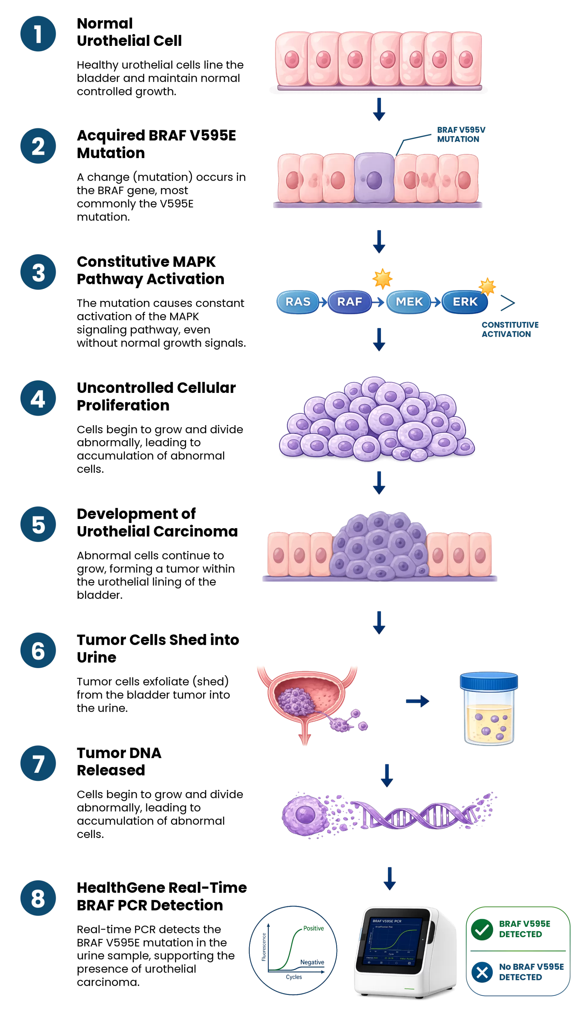 Understanding the BRAF Mutation in Canine Bladder Cancer