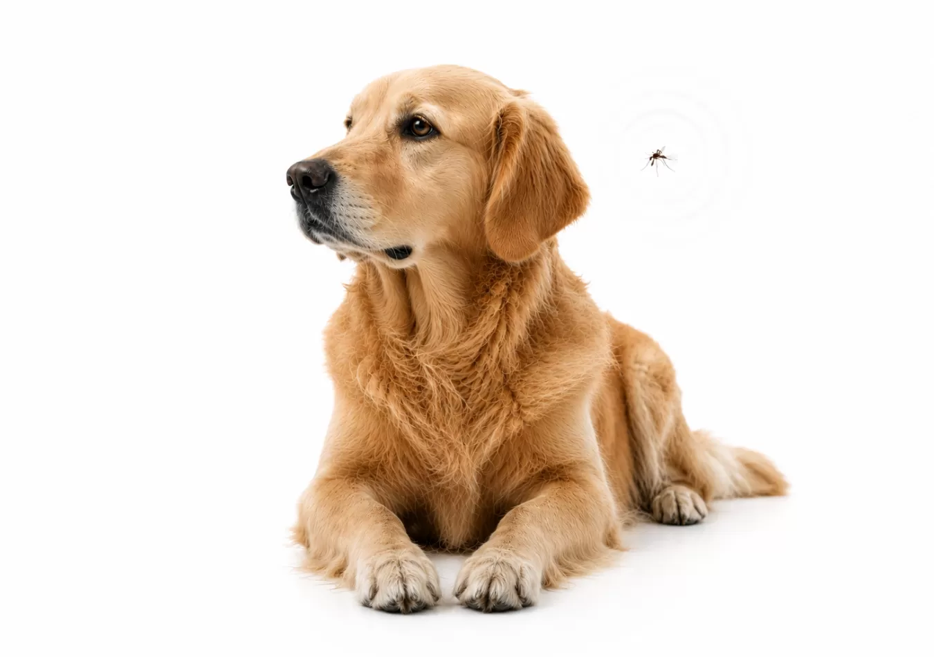 Heartworm PCR
