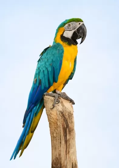 Avian