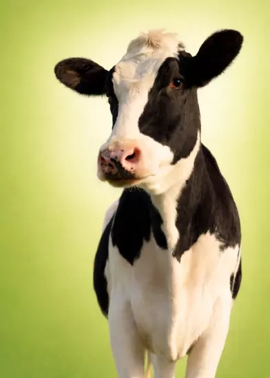 Bovine