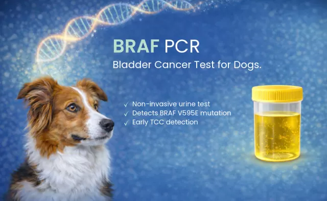 BRAF PCR Test