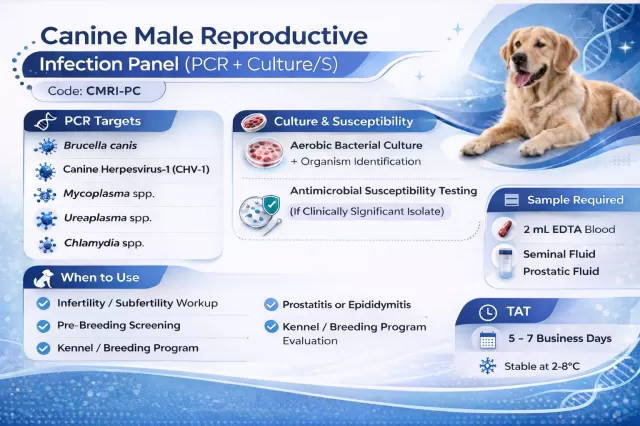 Canine Male Reproductive Infectious Panel 