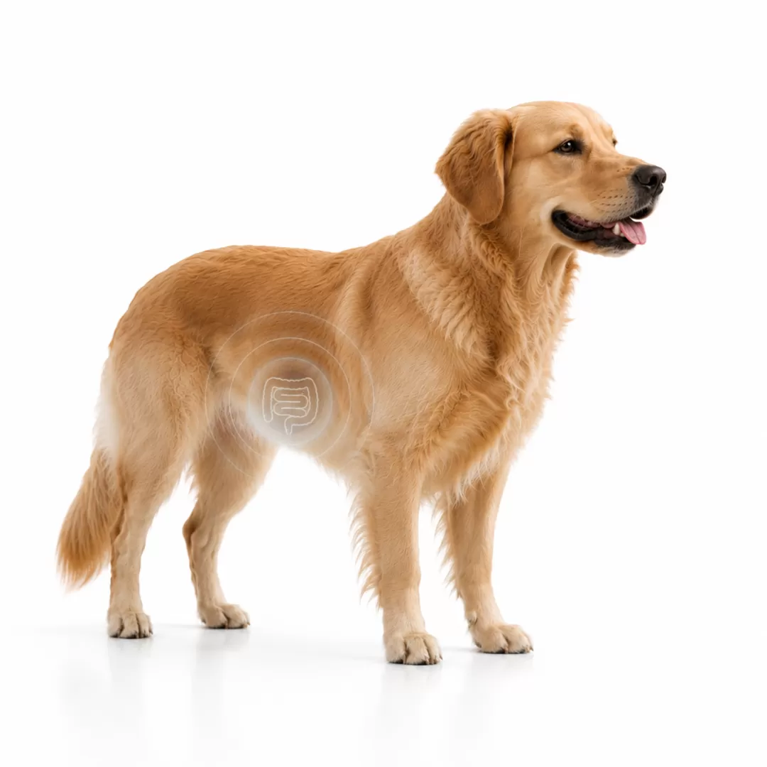 Fecal Gastrointestinal Bundle for Dogs