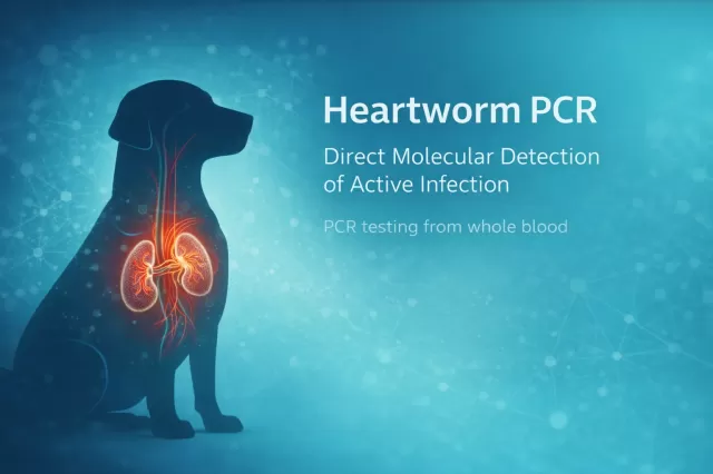 Heartworm PCR